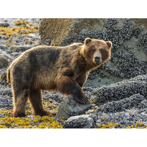 USA, Alaska, Glacier Bay NP Brown bear on beach